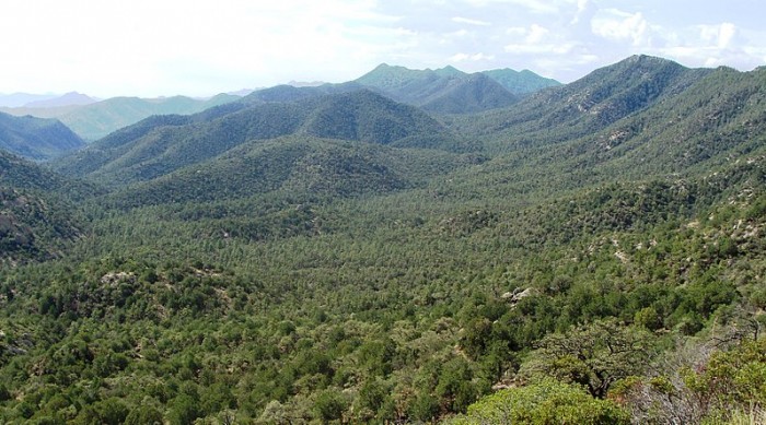 800px-Coronado_Natl_Forest_Nima1.JPG